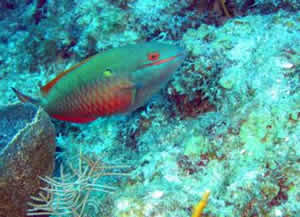 red banded parrotfish