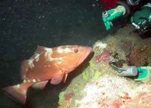 red grouper florida