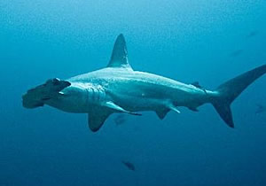 scalloped hammerhead shark