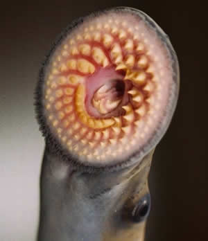 sea lamprey genome