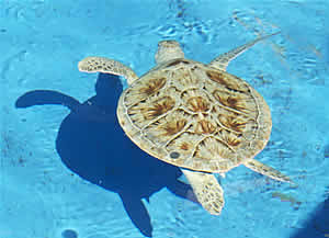 sea turtle fisher after rehab