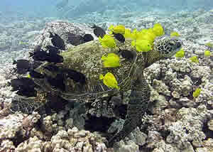 sea turtle hawaii