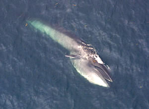 sei whale noaa