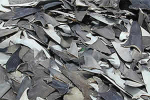 shark fins wildaid