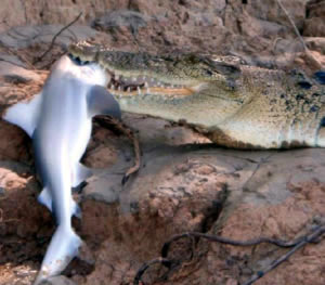 crocodile vs shark image