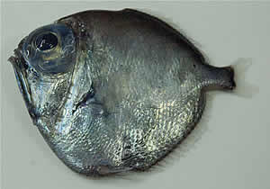 silver spinyfin diretmus argenteus copyright sarah gotheil 1 1