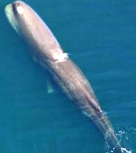 sperm whale