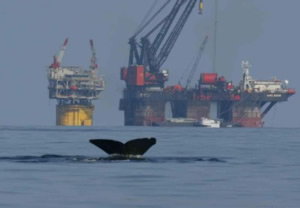 sperm whale oil exploration