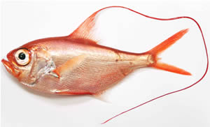 splendid alfonsino beryx splendens copyright oddgeir alvheim