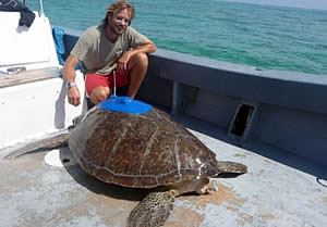 suzie sea turtle satellite