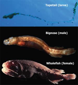 tapetail bignose whalefish