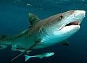 UnderwaterTimes.com | Shark News, Shark Attack News UnderwaterTimes.com | Shark News, Shark Attack News