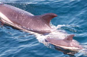 white sided dolphin