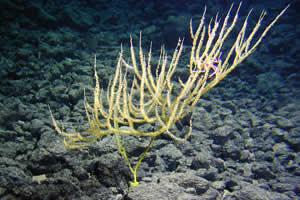 yellow bamboo coral