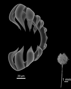 Abyssocladia carcharias