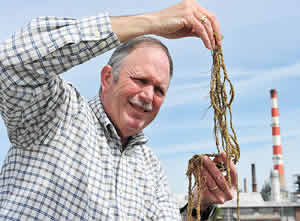 Charles Yarish seaweed water purification