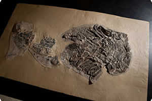 Gladbachus shark fossil