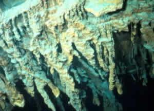 Halomonas titanicae
