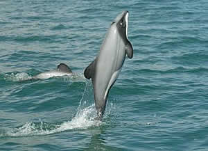 Hectors dolphin