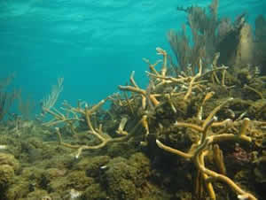Macroalgal dominated Patch Reef