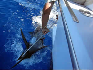 Pacific blue marlin tagged