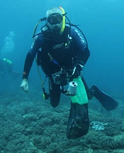 Prof Yehuda Benayahu soft coral