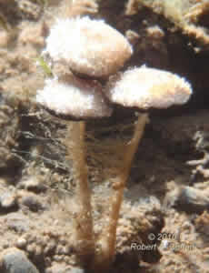 Psathyrella aquatica