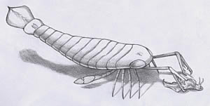 Pterygotid Sea Scorpions
