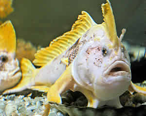 Ziebells Handfish
