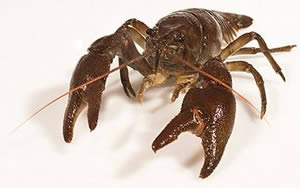 american crayfish