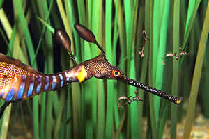 baby weedy seadragons