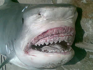 bahamas shark tiger eats man