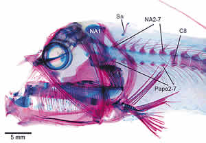 barbeled dragonfish spinal gap