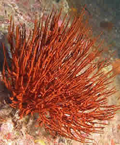 black coral hawaii