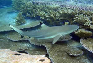 blacktip shark reef