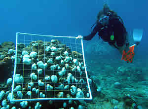 bleached reef st croix