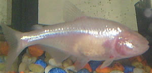 blind mexican cavefish evolution