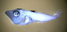 bluefin tuna larvae