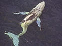 Broken Back Whale