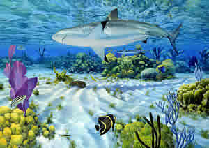 caribbean reef shark ian coleman