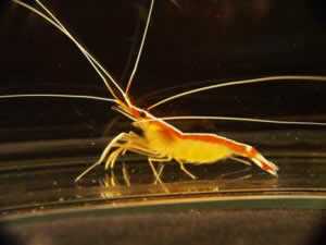 cleaner shrimp Lysmata amboinensis
