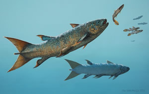 coelacanth Rebellatrix