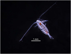 copepod global warming