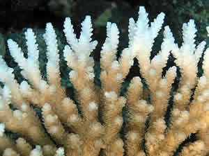 coral bleached