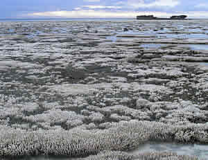 coral bleaching australia