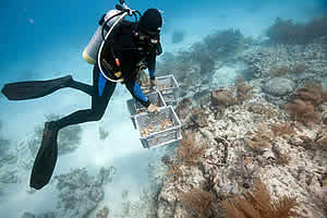 coral nursery