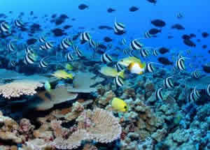 coral reef