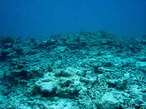 coral rubble bleaching