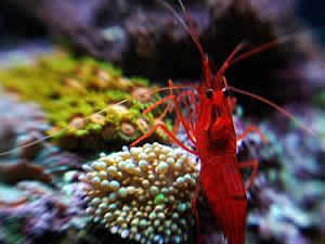 coral safe peppermint shrimp
