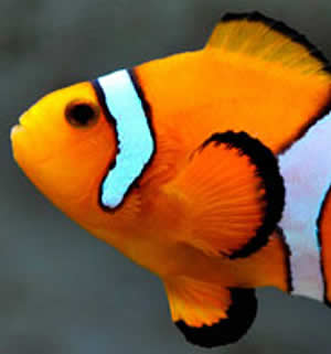 deaf clownfish